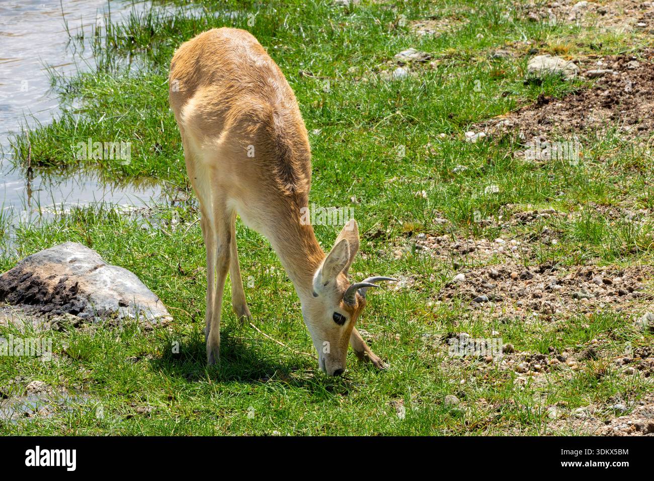 Male southern reedbuck, rietbok or common reedbuck (Redunca arundinum ...
