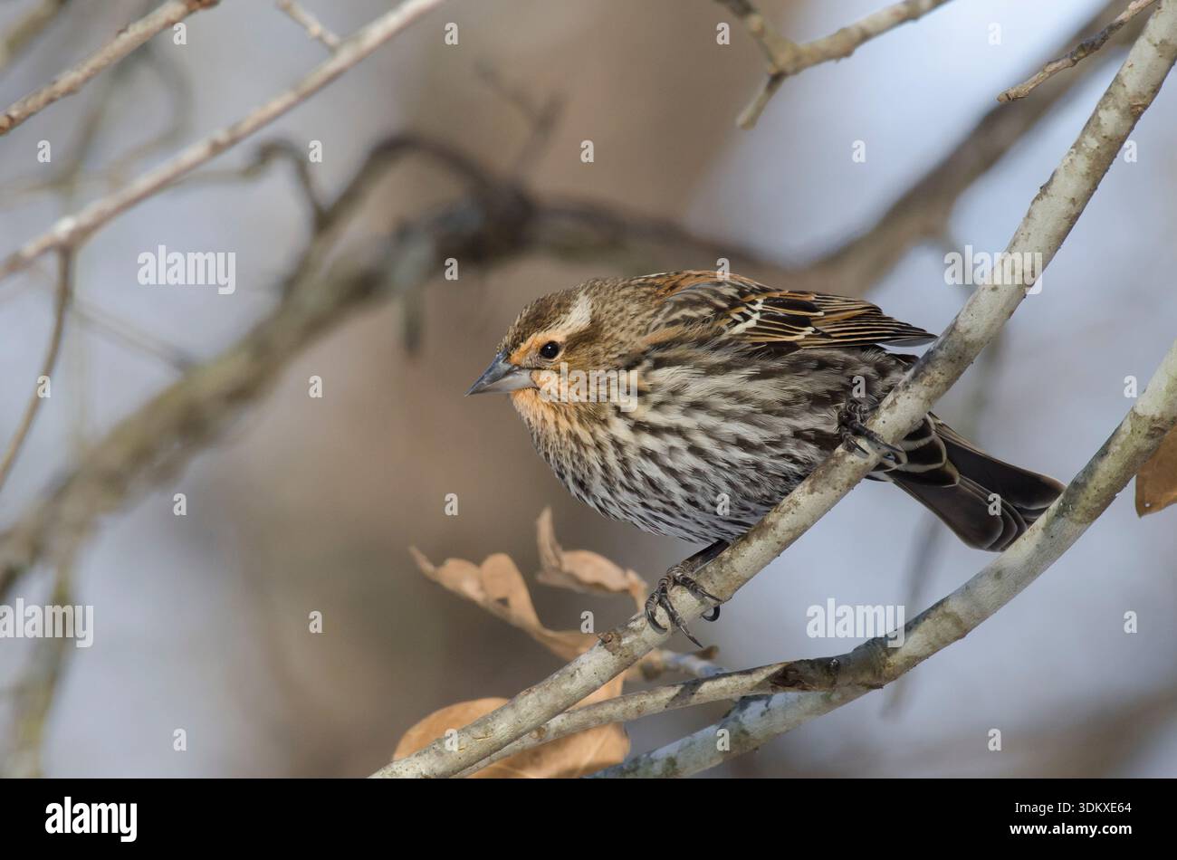 Red-winged Blackbird, Agelaius phoeniceus, female Stock Photo