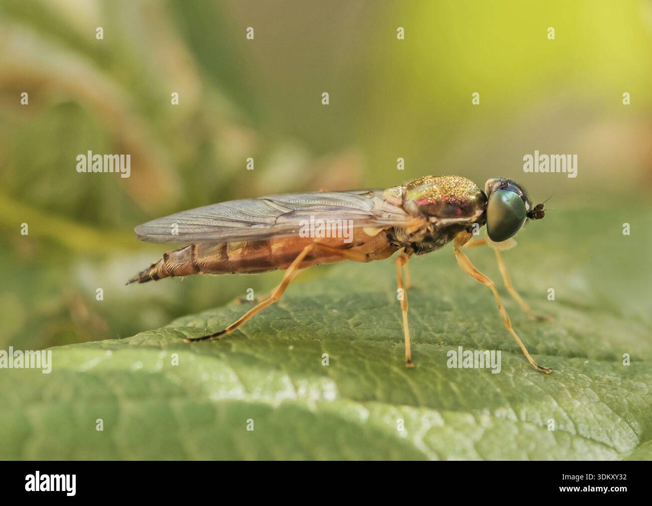 Sargus bipunctatus hi-res stock photography and images - Alamy