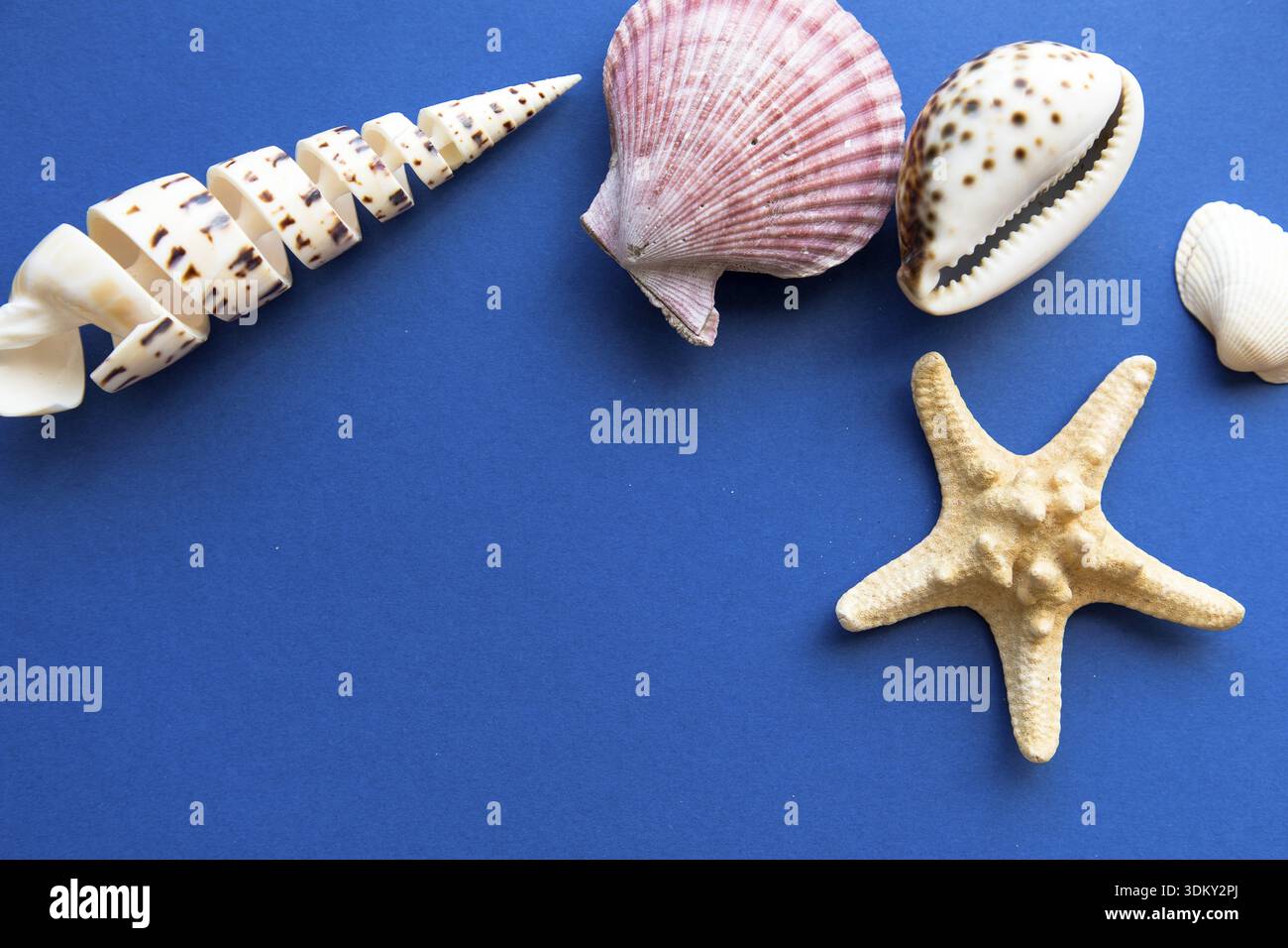 Different shells isolated on a blue background Stock Photo