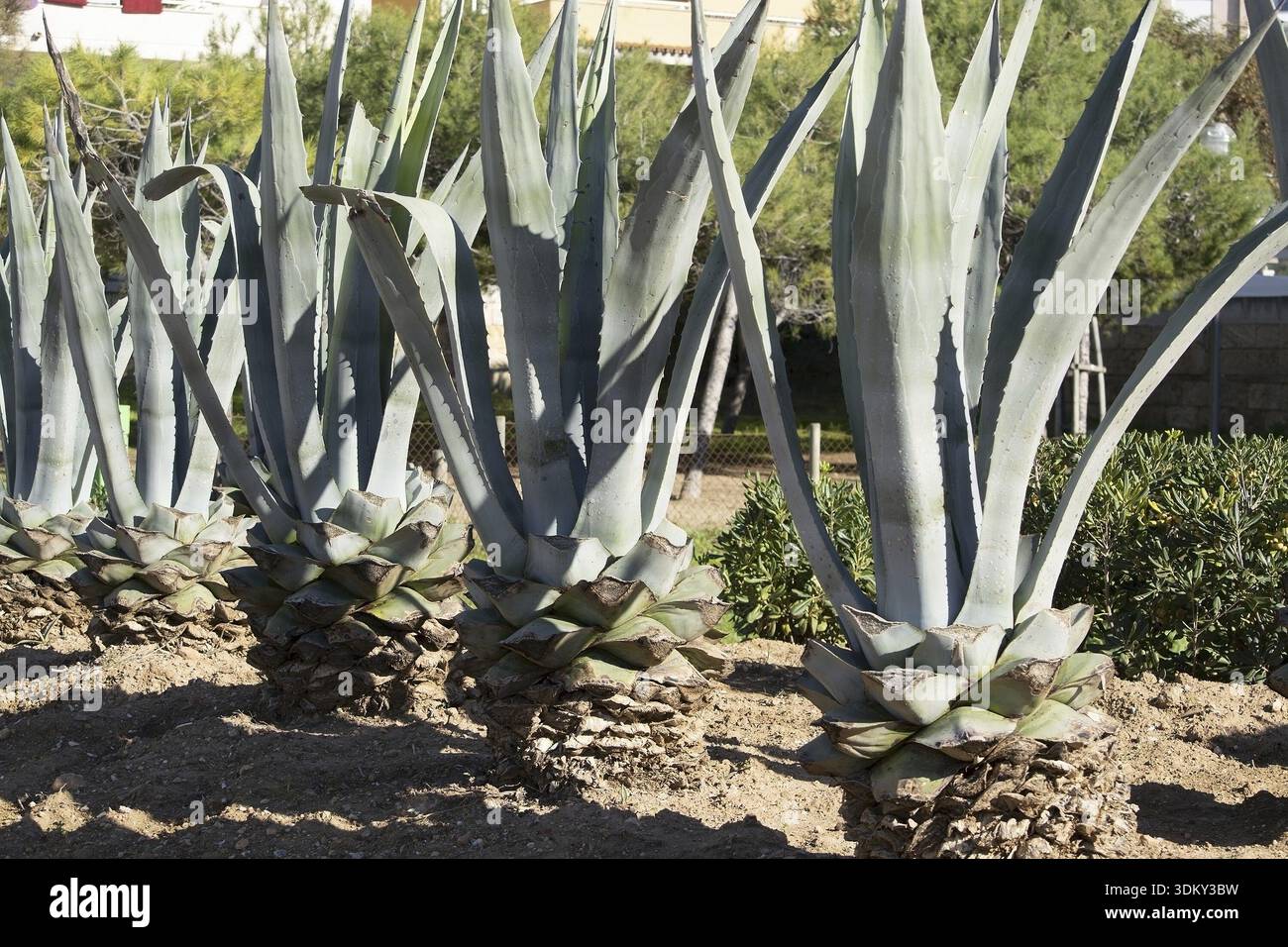 Agave plant Spain Mallorca Stock Photo - Alamy