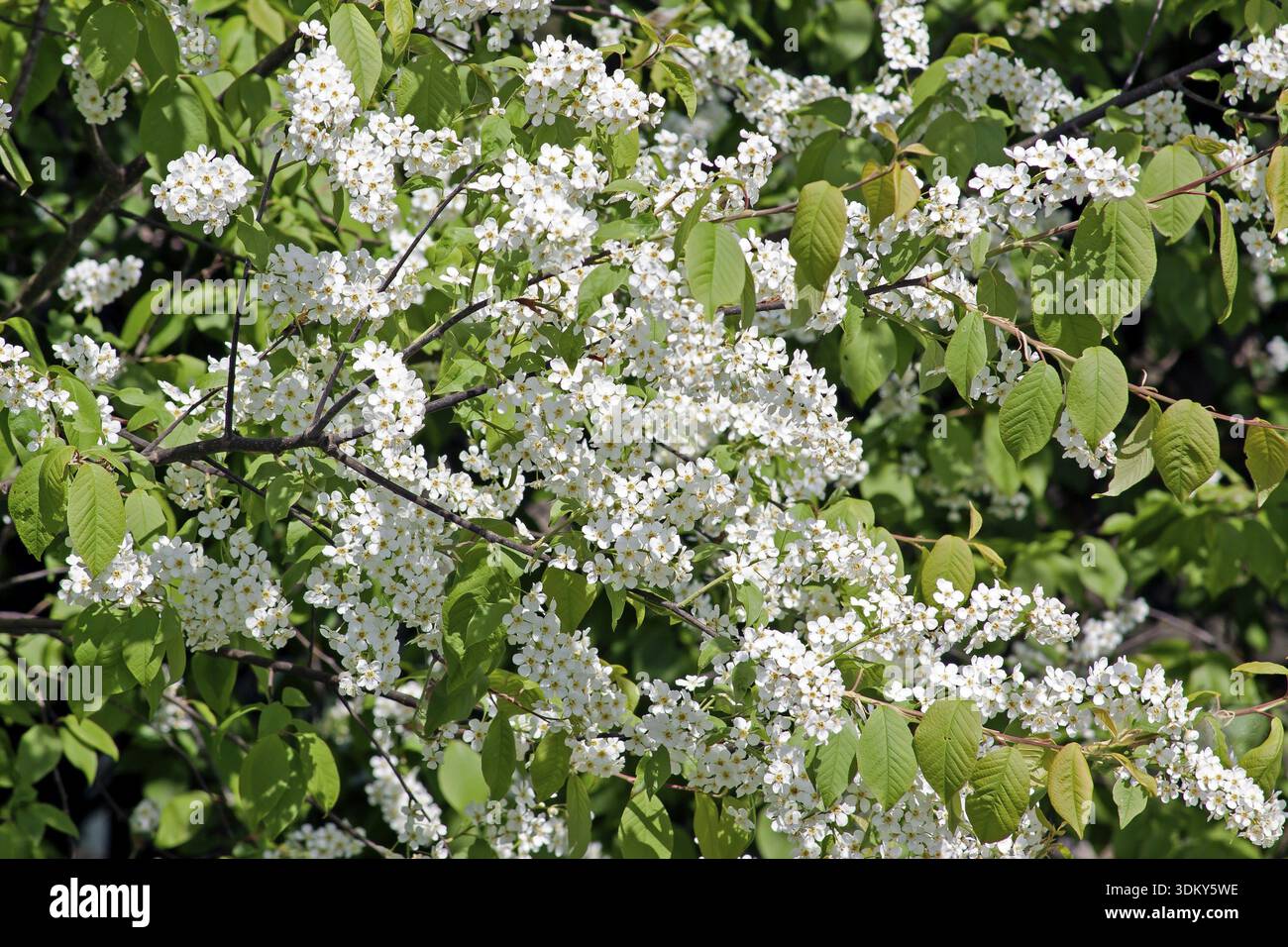 Shrub identification hi-res stock photography and images - Alamy