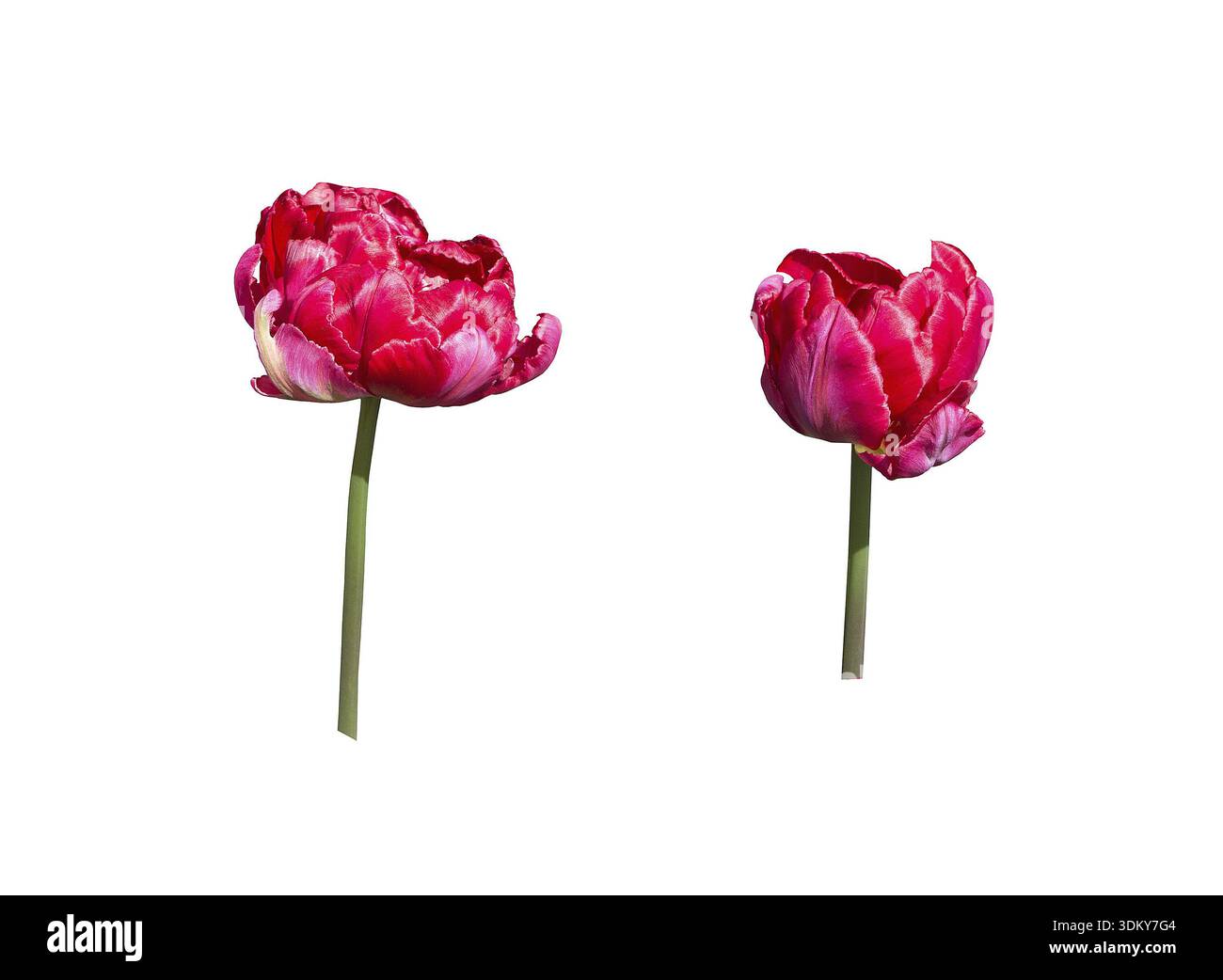 Two red tulips isolated on white, design element Stock Photo