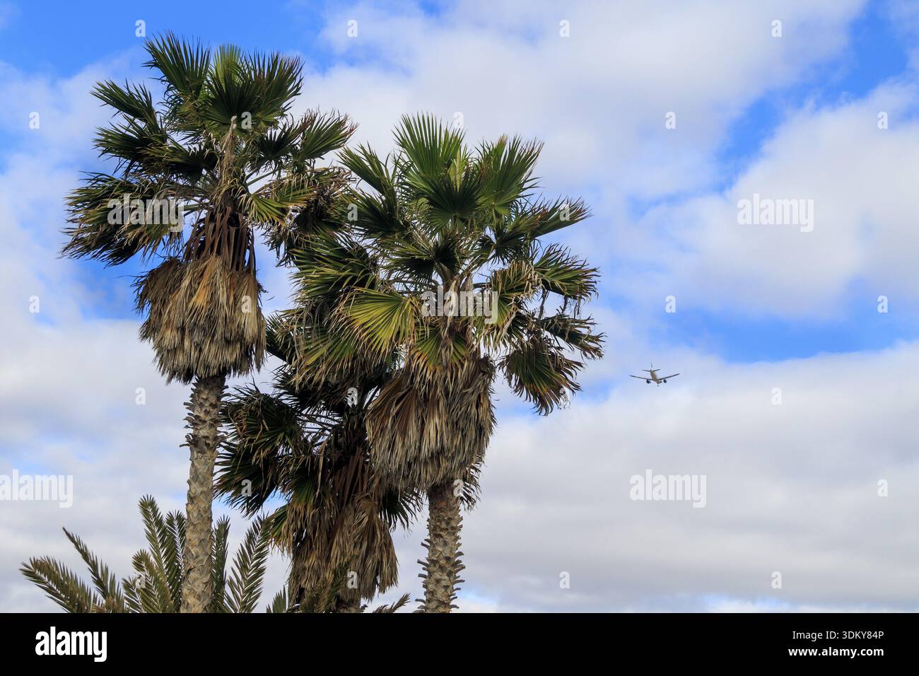 Airplane flying over tropical palm hi-res stock photography and images ...