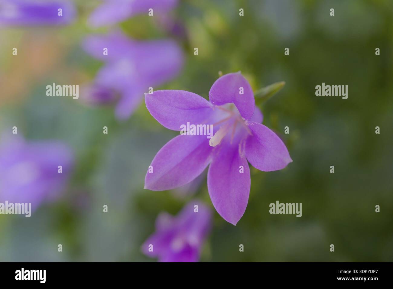 Campanula get mee hi-res stock photography and images - Alamy