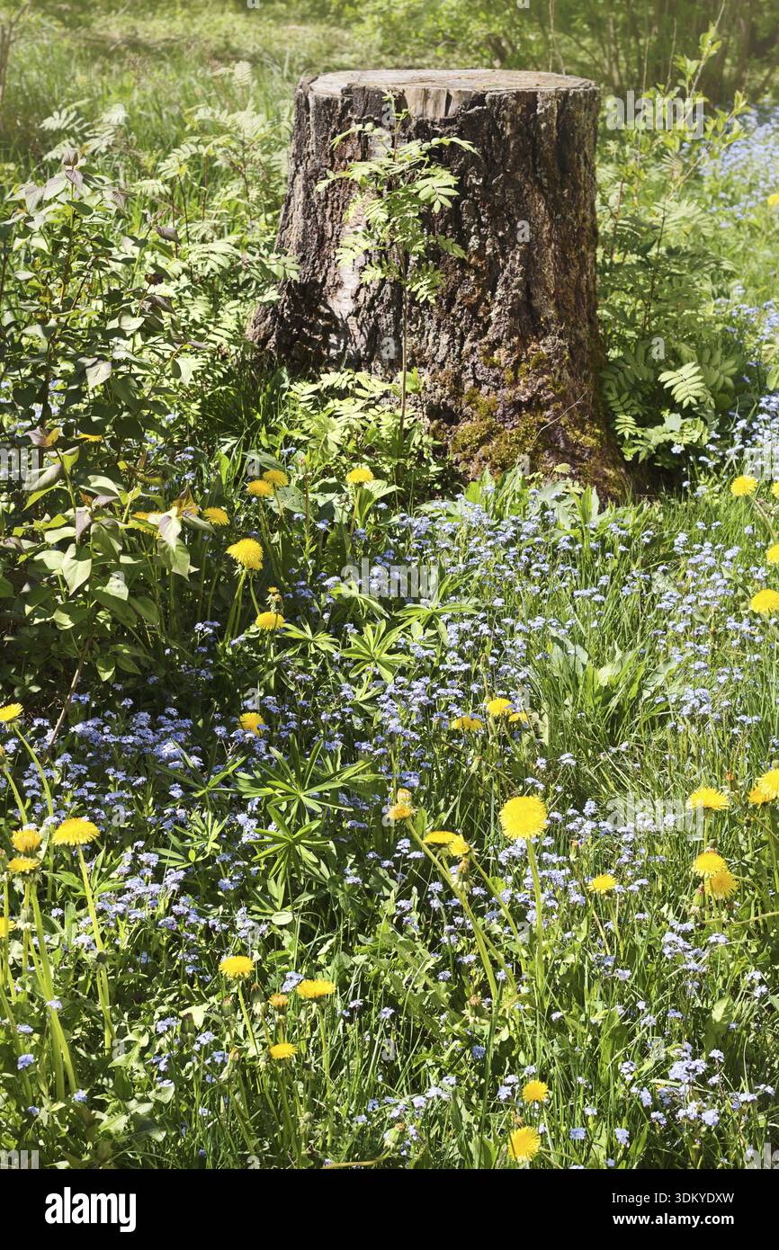 Sawn birch tree on the forest glade among wild flowers Stock Photo
