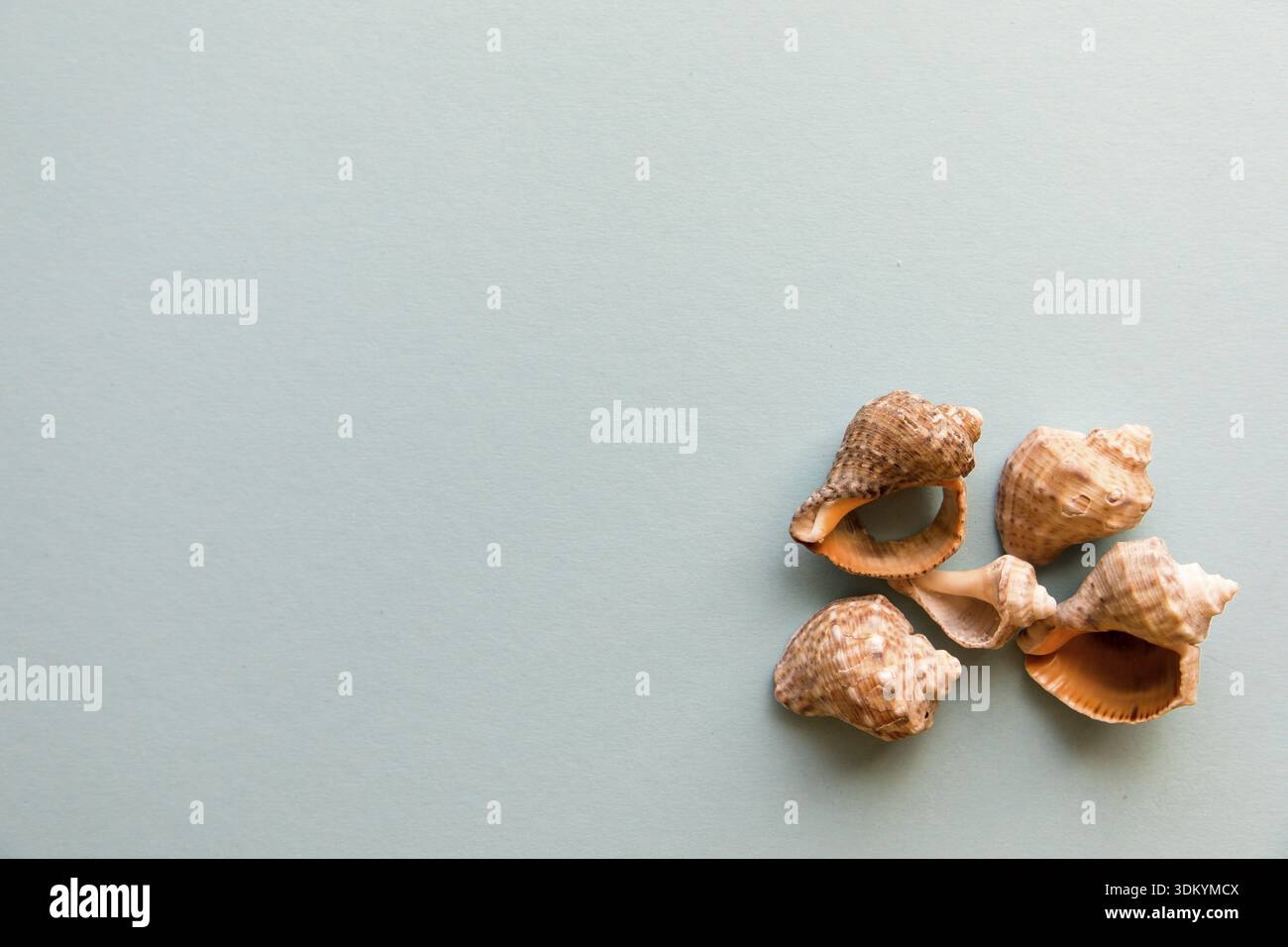 Different shells isolated on a blue background Stock Photo