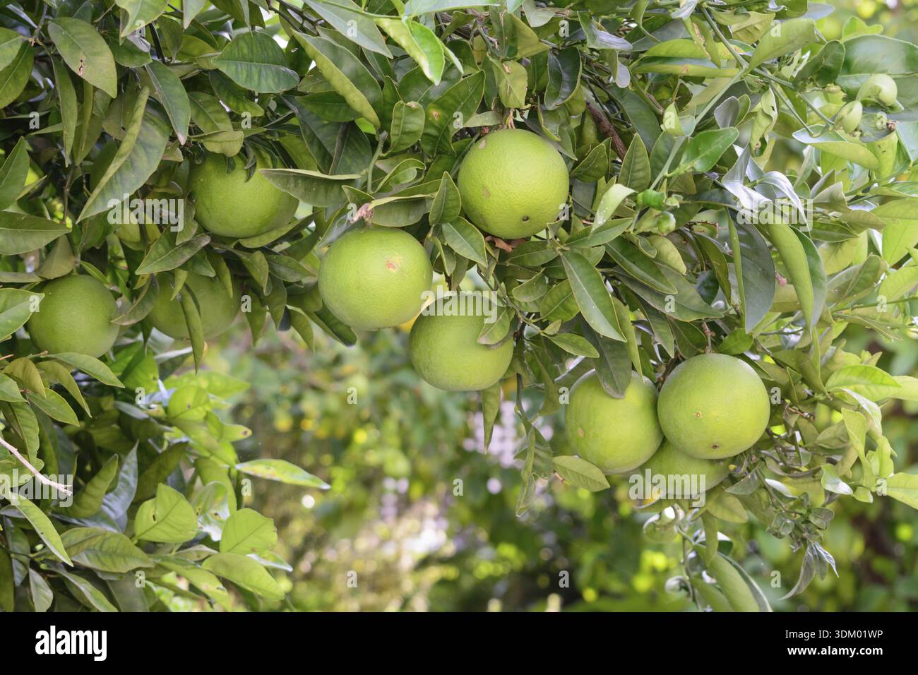 Grapefruits ripening on the tree in October Stock Photo