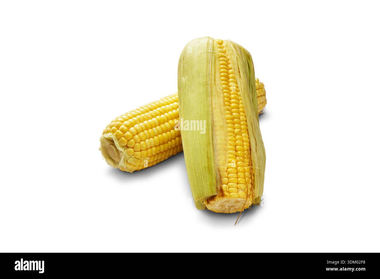 Fresh yellow corn cobs, partially husked, isolated on a white background, showcasing ripe kernels and natural freshness Stock Photo