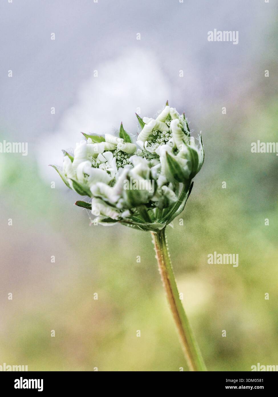 Artistic close-up photograph of wild [flower species] growing naturally in the Greek countryside. Fine art style botanical image capturing the beauty Stock Photo