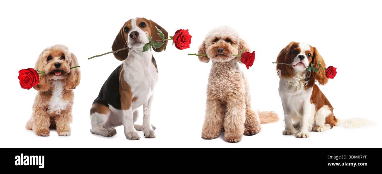 Adorable dogs with roses on white background, collection Stock Photo ...