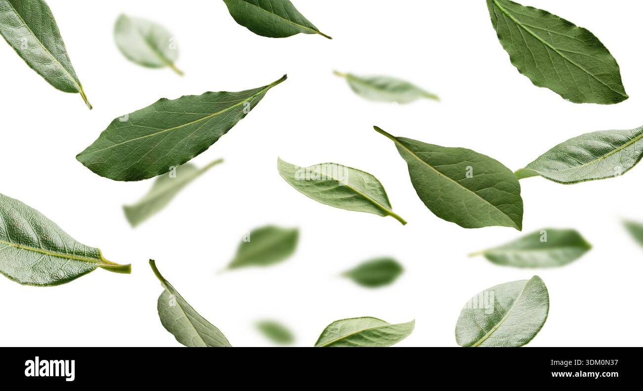 floating bay leaves on white backdrop, highkey studio composition ...