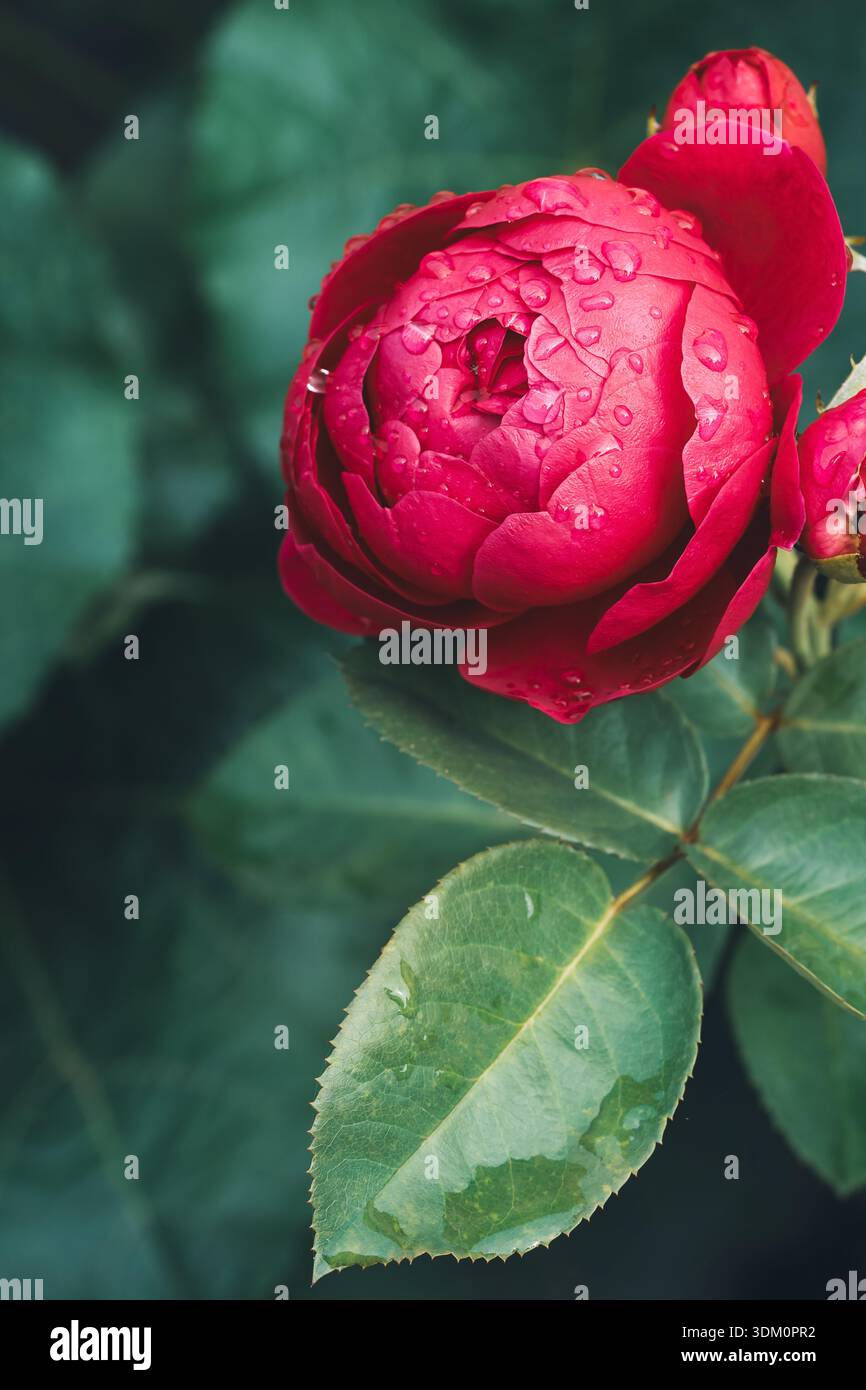 Close-up of a red English rose bud with water drops on a dark green foliage background Stock Photo