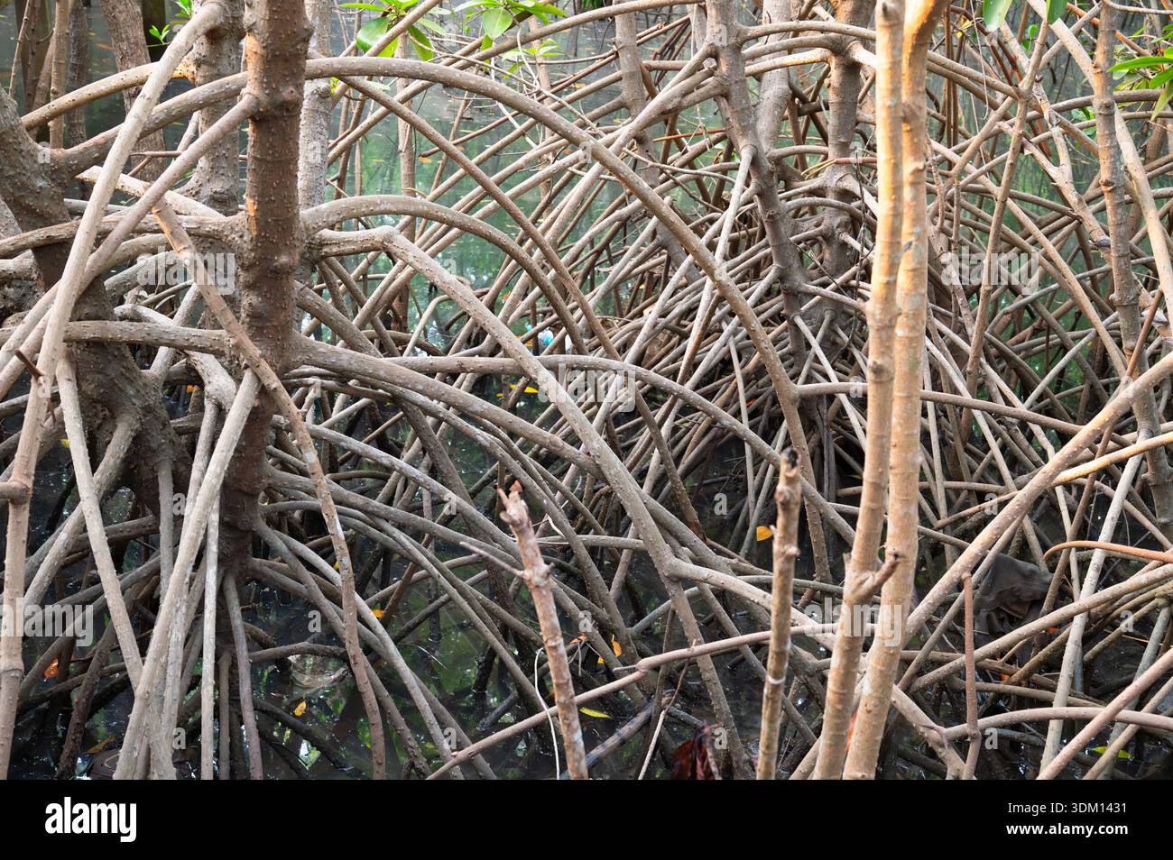 Mangler Tree Rhizophora mangle red mangrove, coastal, estuarine ecosystem, coast of ...