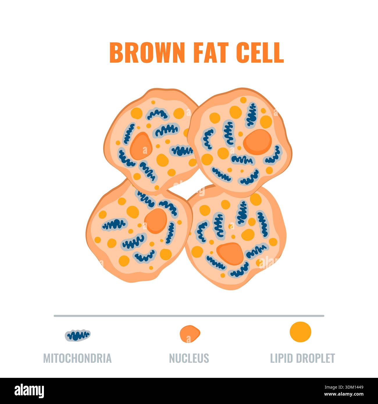 Adipose tissue showing brown fat cell with mitochondria and nucleus ...