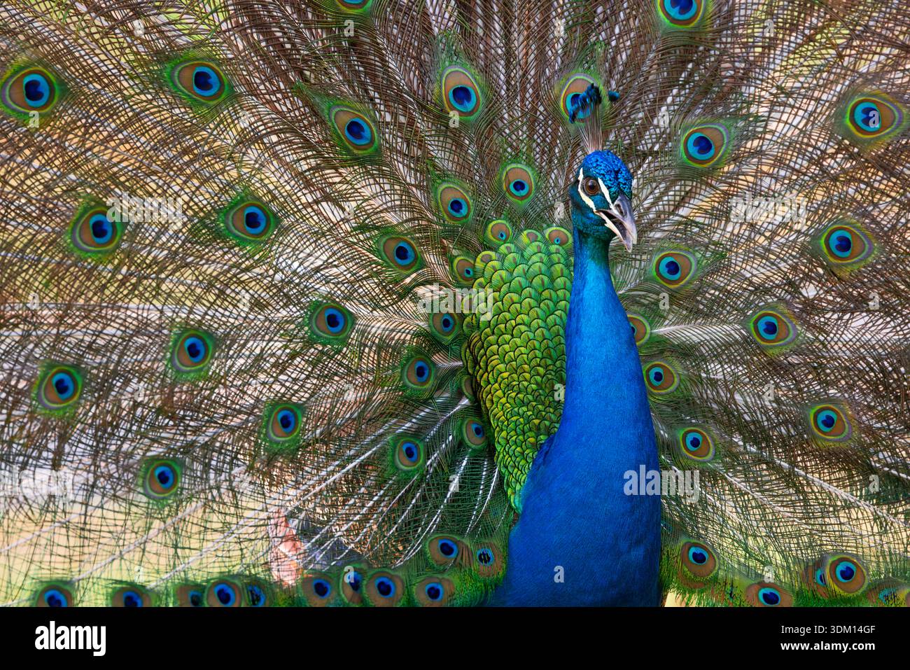 Peacock bird with fanned open tail, colorful peacock feathers eyes pattern Stock Photo