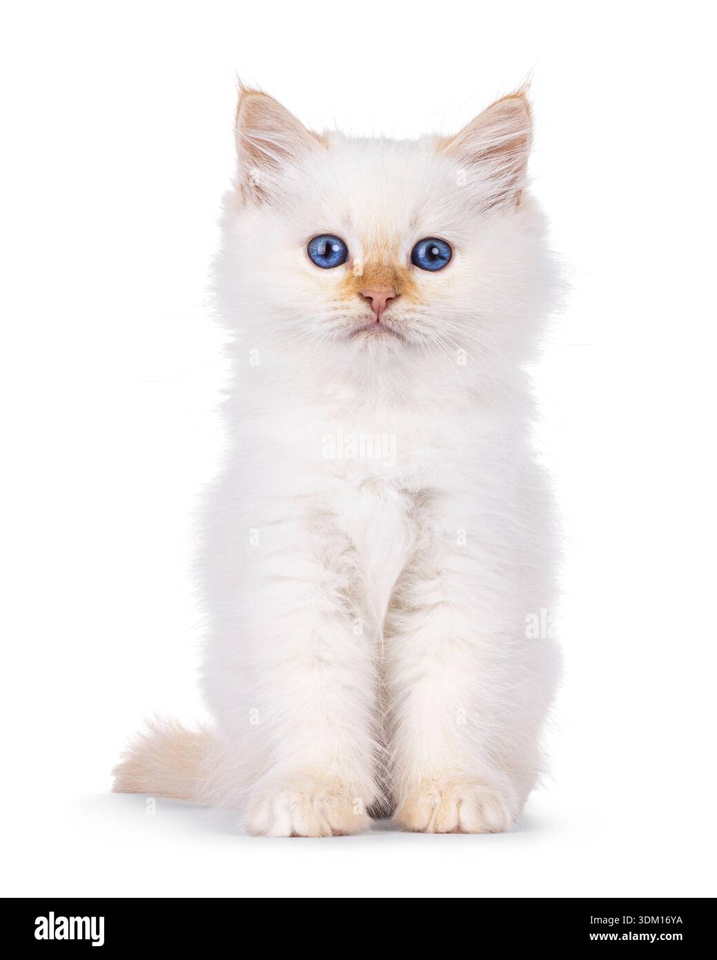Cute fluffy Birman cat kitten, sitting up facing front. Looking ...