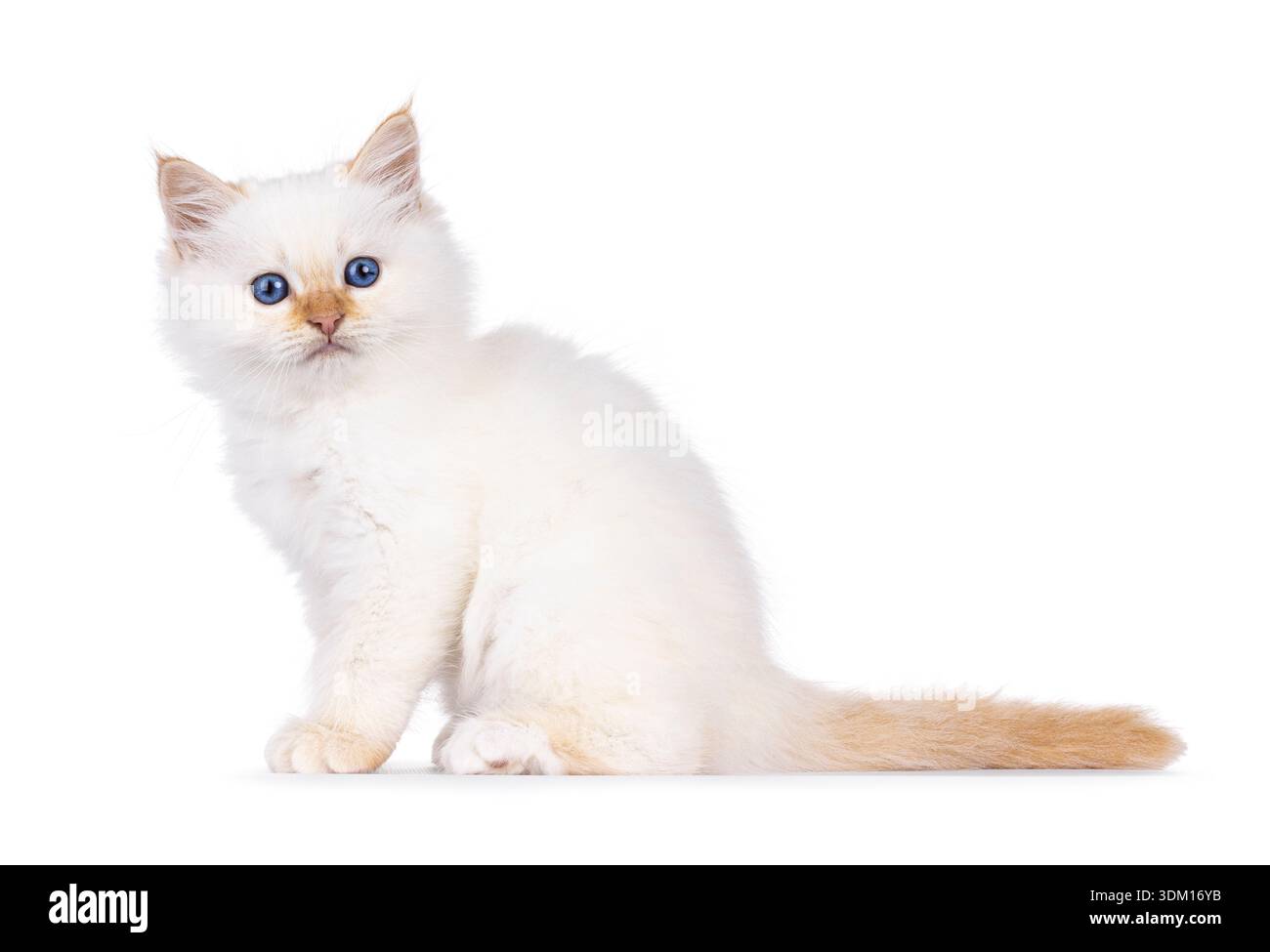 Cute fluffy Birman cat kitten, sitting up side ways. Looking straight ...