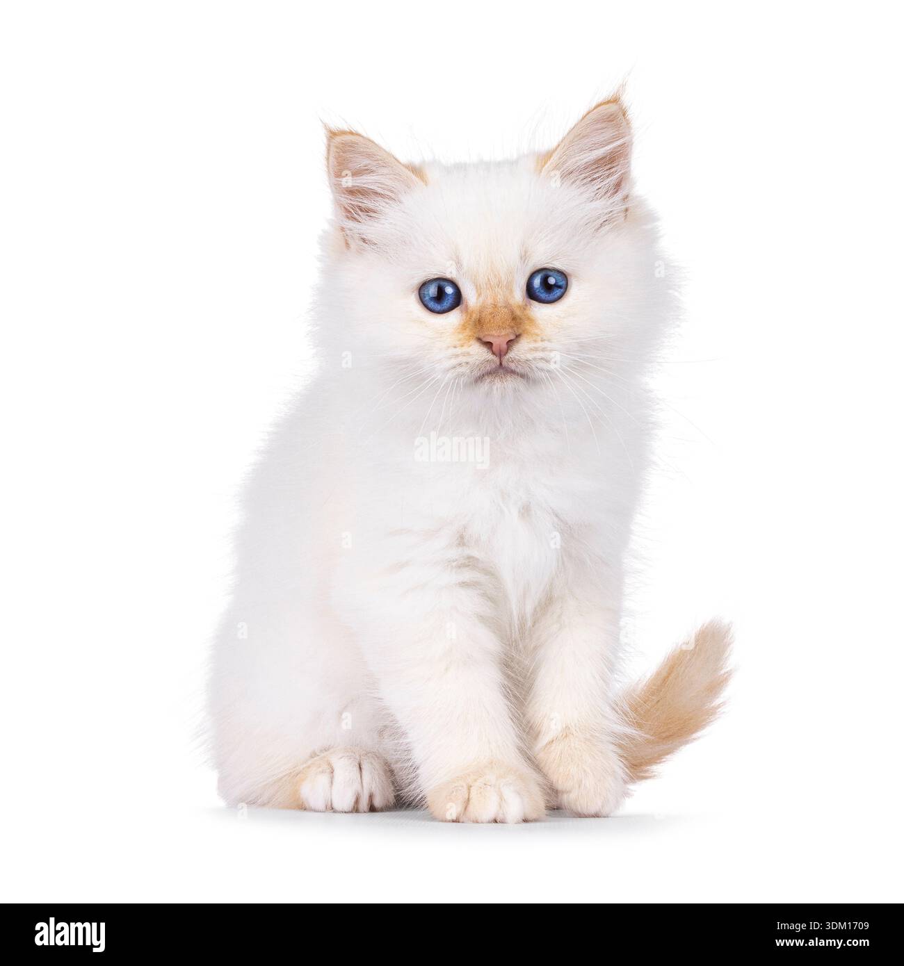 Cute fluffy Birman cat kitten, sitting up facing front. Looking ...