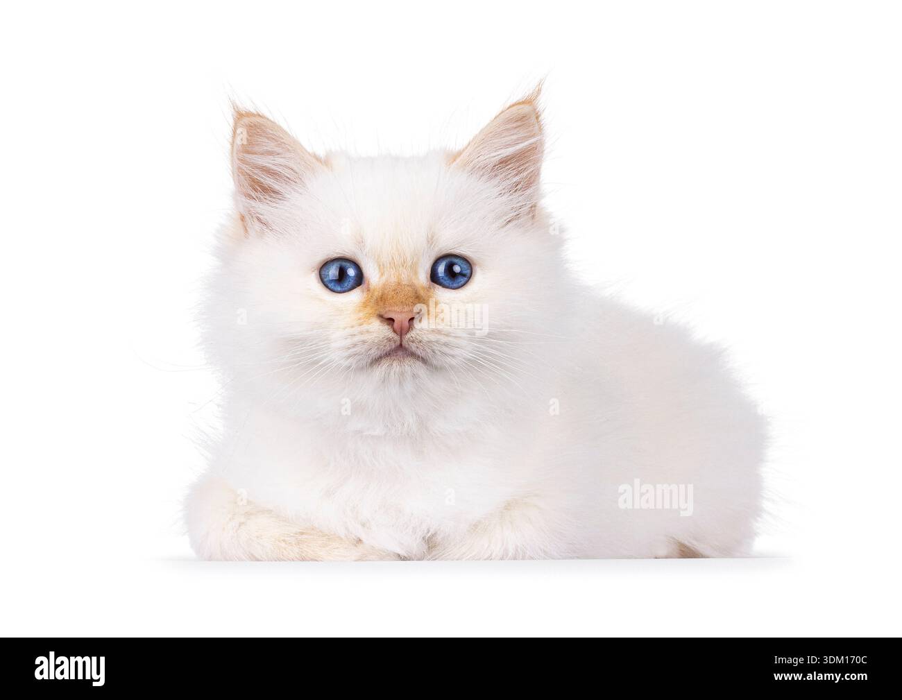 Cute fluffy Birman cat kitten, laying down facing front. Looking ...