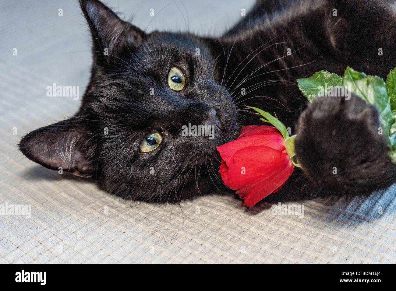 Cat with rose hi-res stock photography and images - Alamy