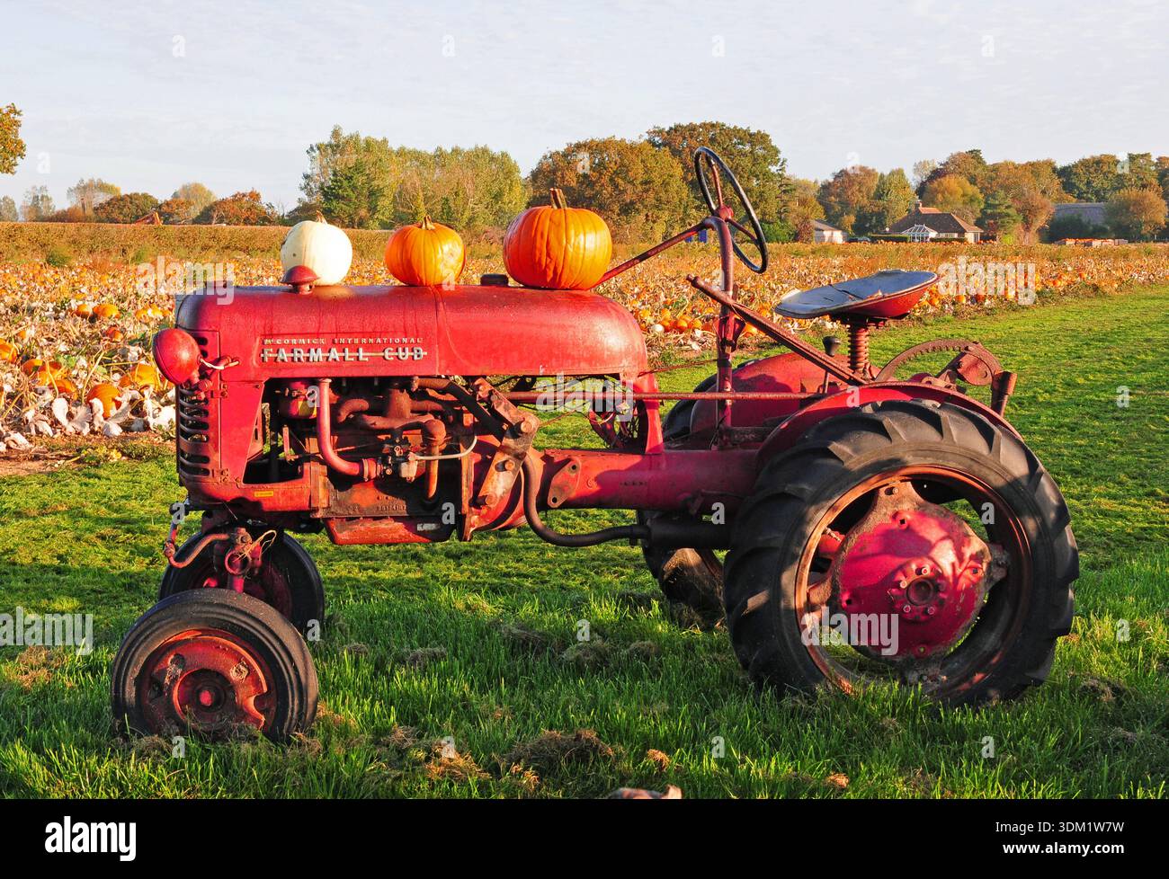 Pumpkins displayed on an old tractore. Stock Photo