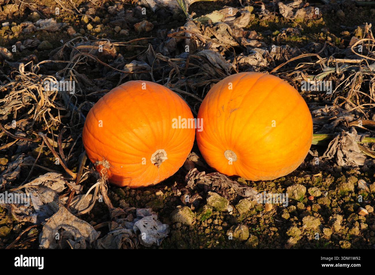 Two ripe pumpkins ready for collection. Stock Photo