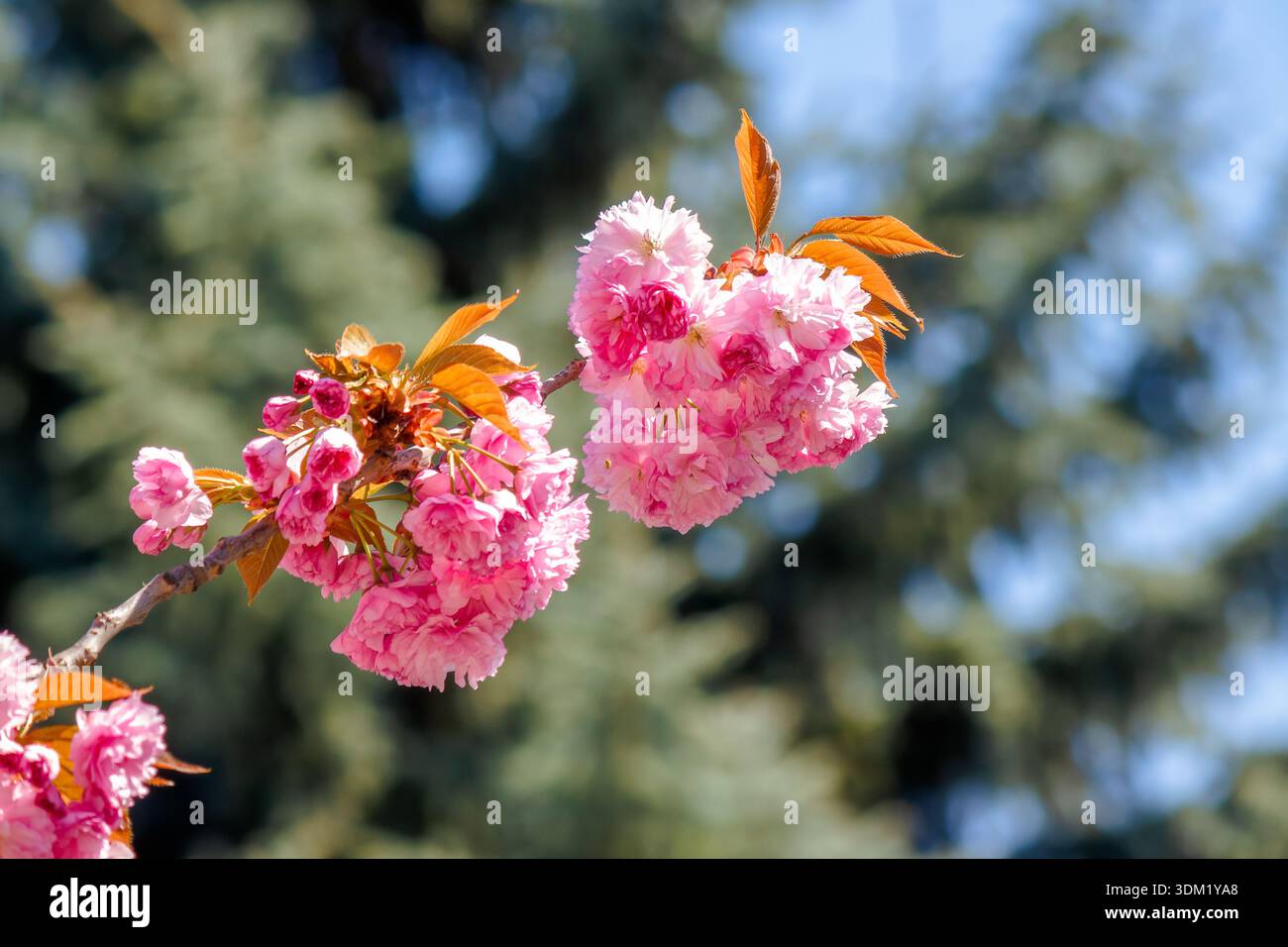 pink cherry blossom on spring sunny day. beautiful wallpaper with sakura branch in april. coniferous trees in the blurred background of urban park. ja Stock Photo
