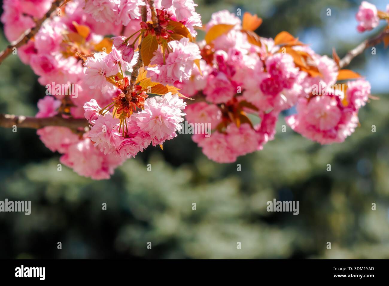 pink cherry blossom on spring sunny day. beautiful wallpaper with sakura branch in april. coniferous trees in the blurred background of urban park. ja Stock Photo