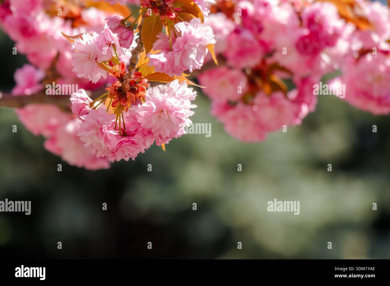 pink cherry blossom on spring sunny day. beautiful wallpaper with sakura branch in april. coniferous trees in the blurred background of urban park. ja Stock Photo