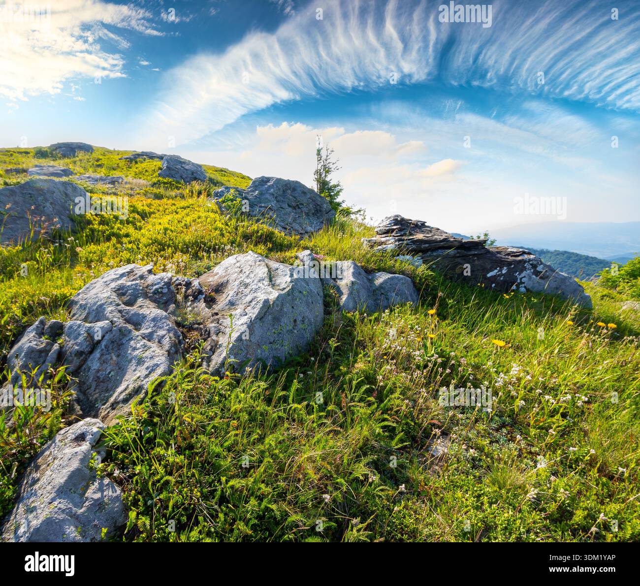 carpathian mountain landscape of ukraine in summer. alpine scenery with steep grassy slope under blue sky. beautiful view of coniferous tree near rock Stock Photo