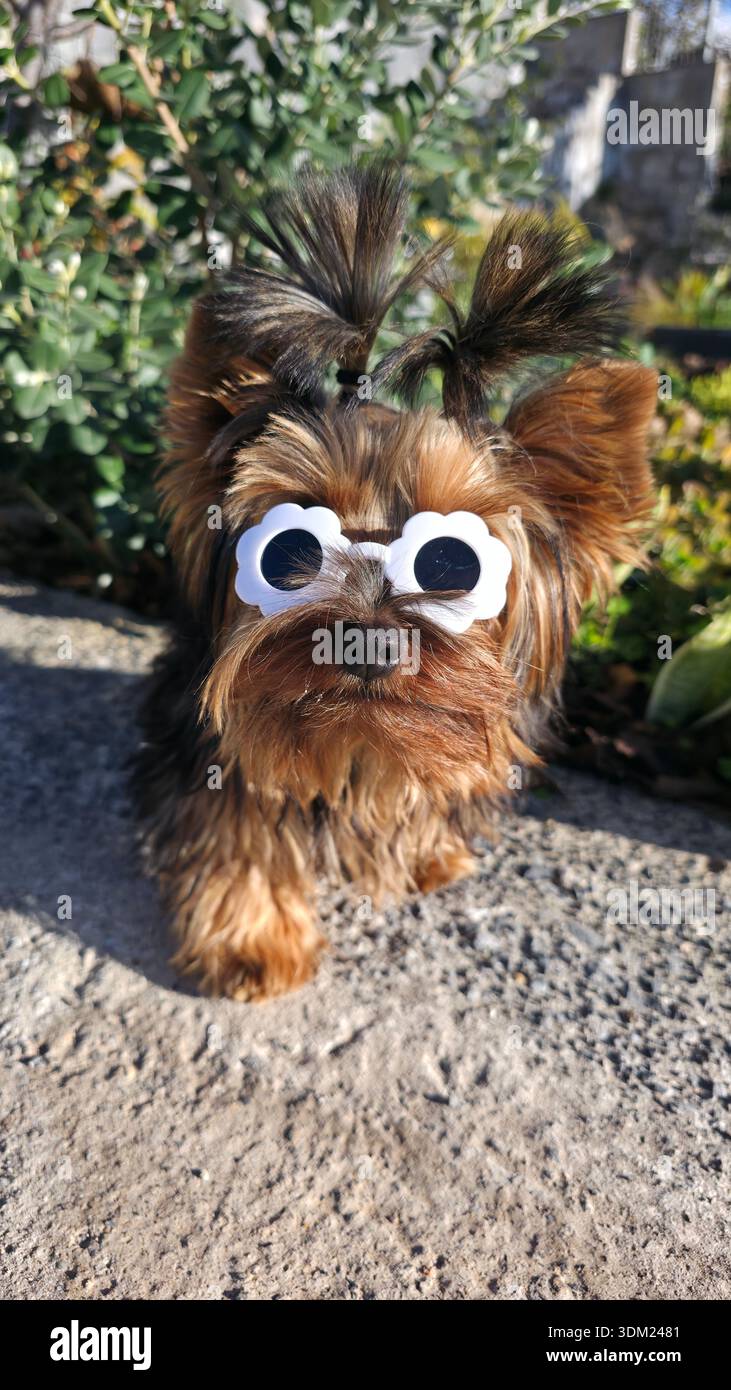 A beautiful Yorkshire terrier puppy in the garden, with two pigtails and flower-shaped sunglasses. - Smartphone Captured Stock Image