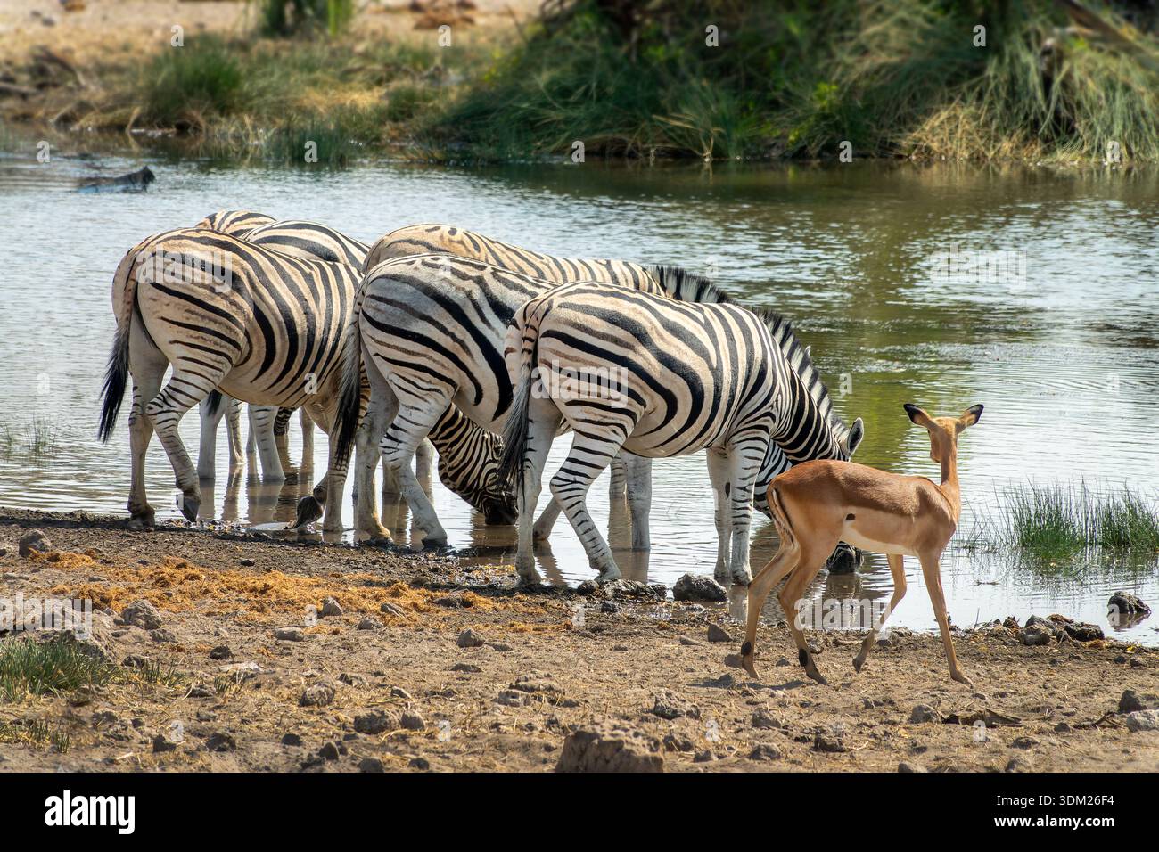 Mountain zebras drinking at a waterhole, view from behind, wildlife safari and game drive in Namibia, Africa Stock Photo