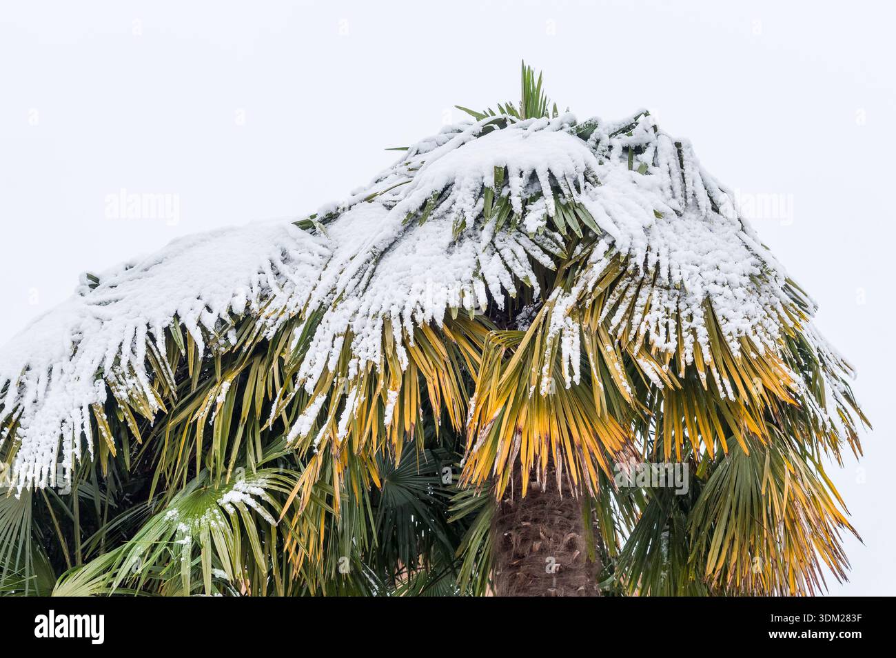 Snow covered palm tree during unusual winter weather Stock Photo - Alamy