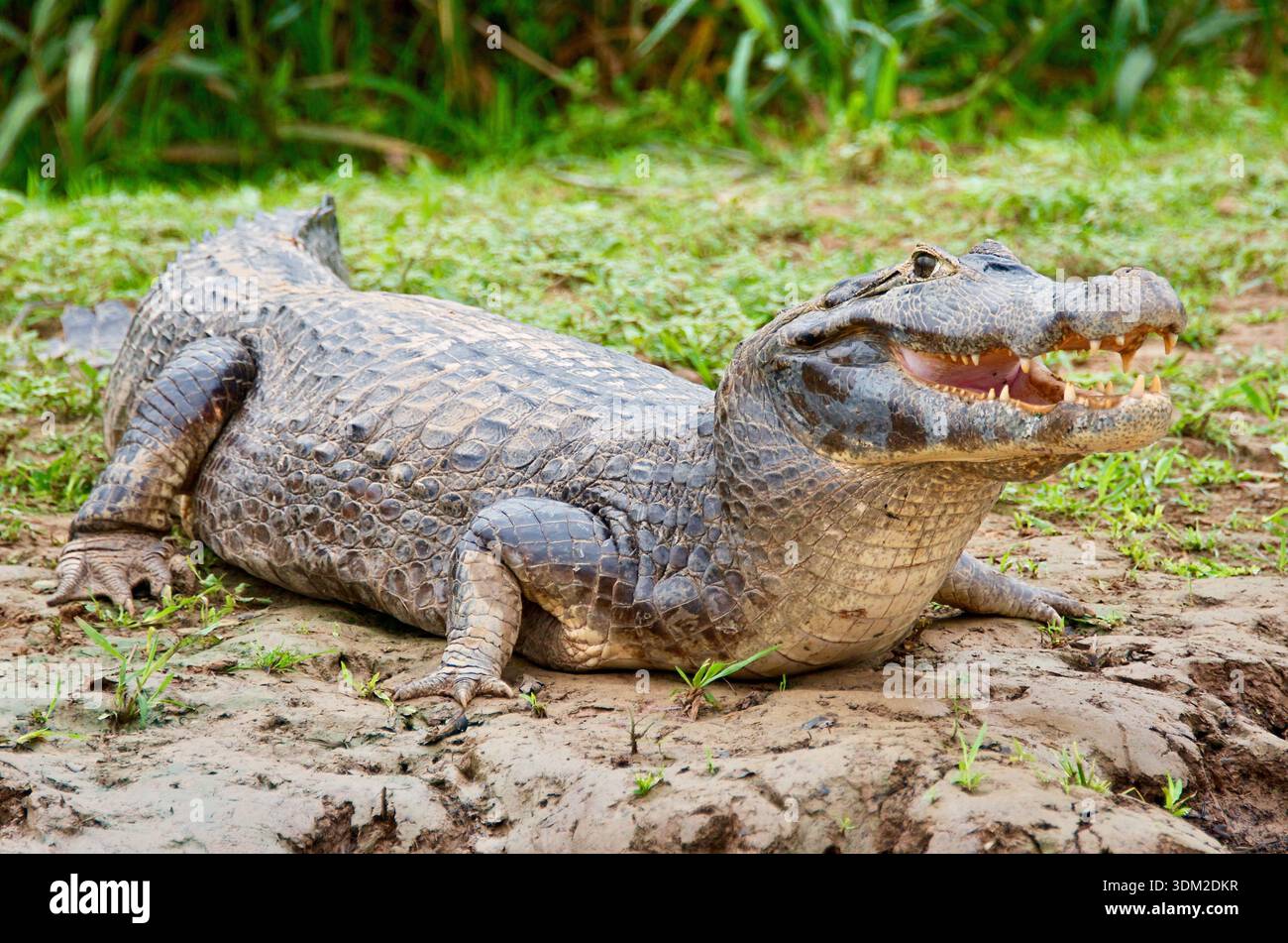 Brazil Pantanal National Park Large Caiman (Caiman crocodilus) on river ...