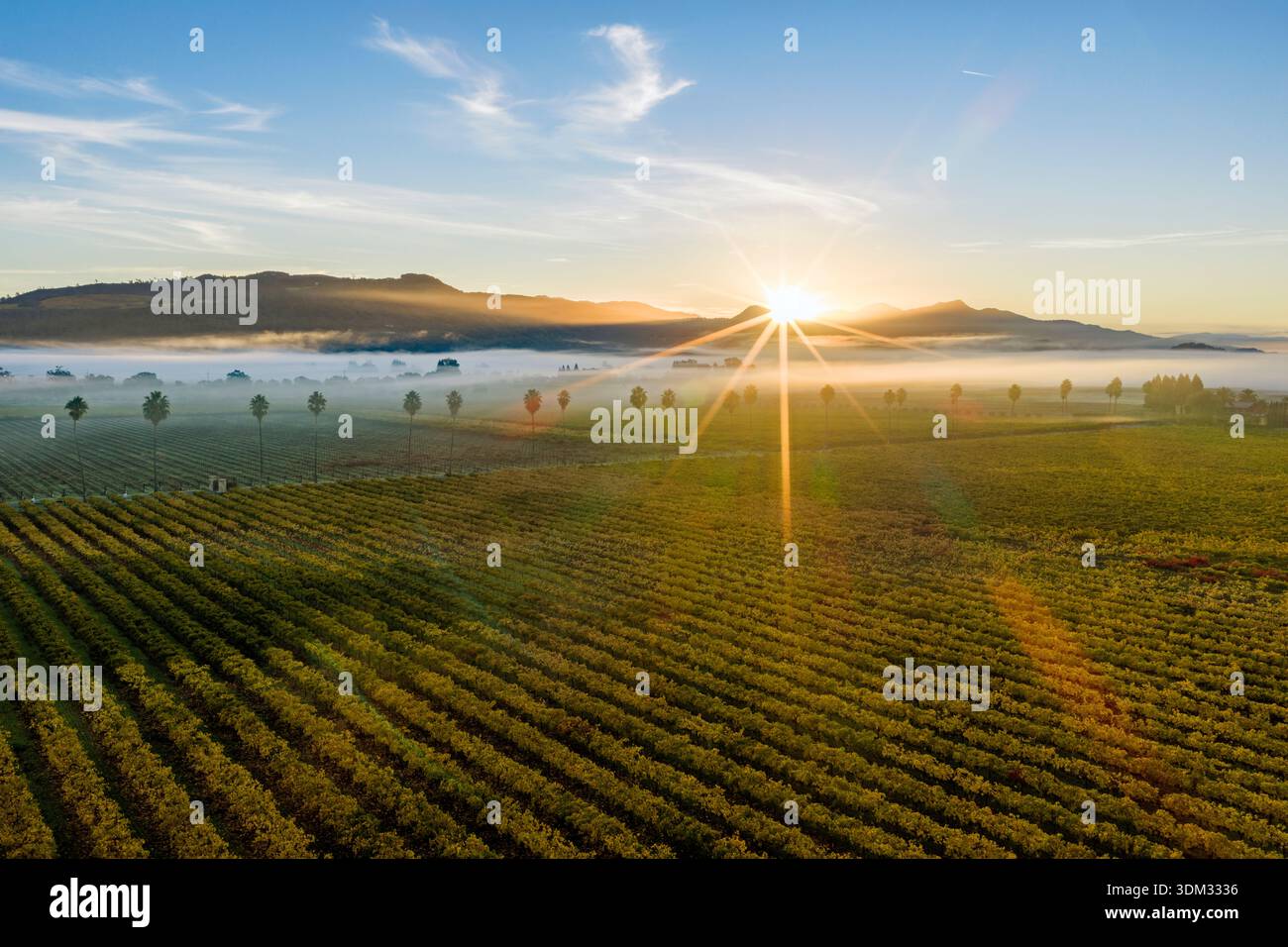 Aerial view of vineyards at sunrise with fog, Rutherford AVA, Napa Valley, California, USA Stock Photo