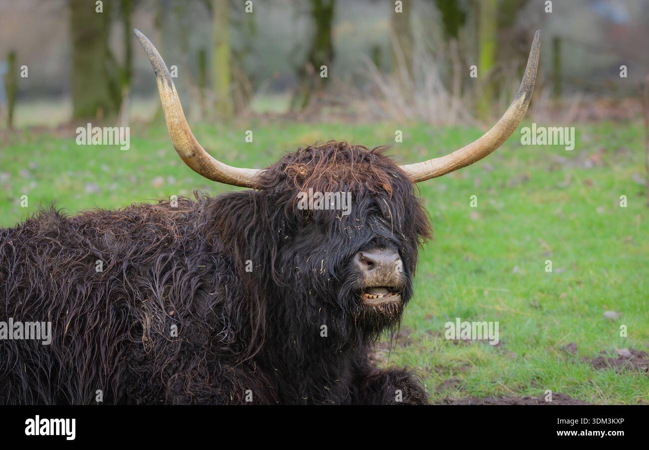 Black highland cow stock photo hi-res stock photography and images - Alamy