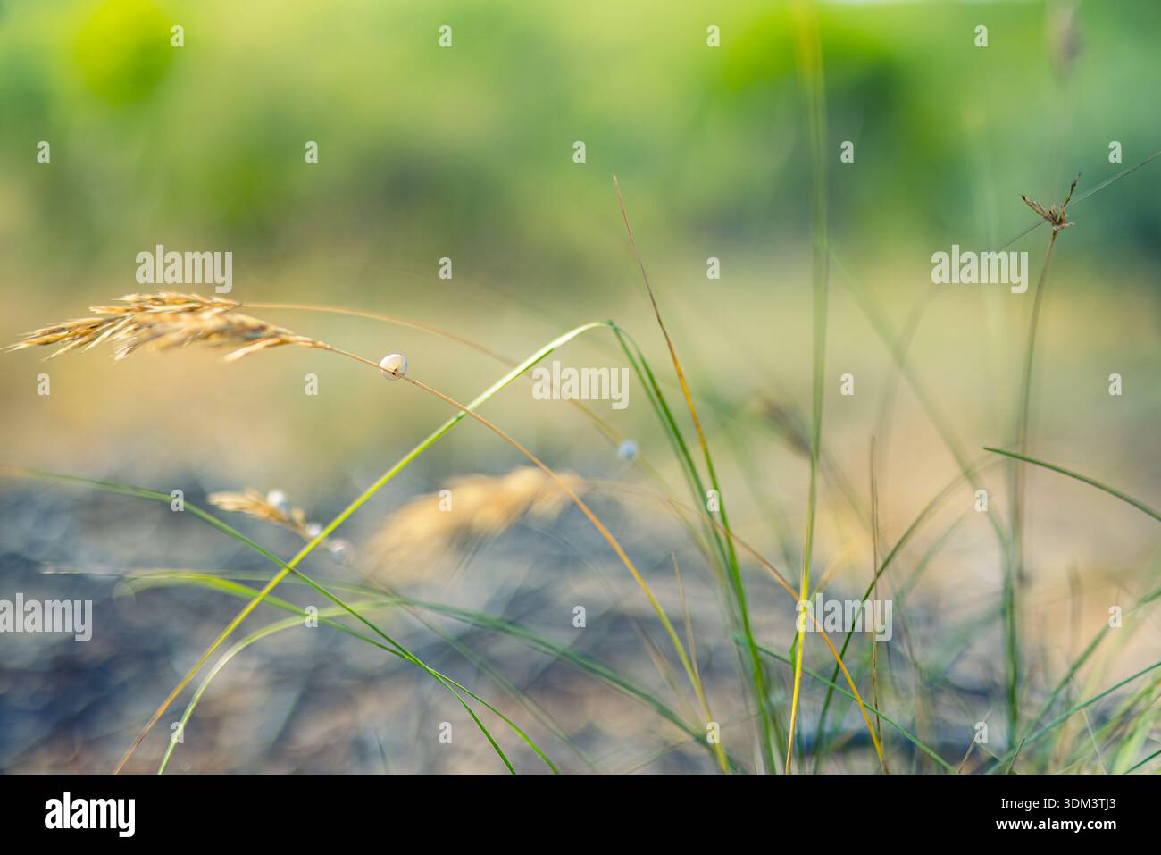Radiant closeup of lush green grass in spring summer meadow idyllic nature background serene vibrant outdoor landscape fresh summer flora Stock Photo