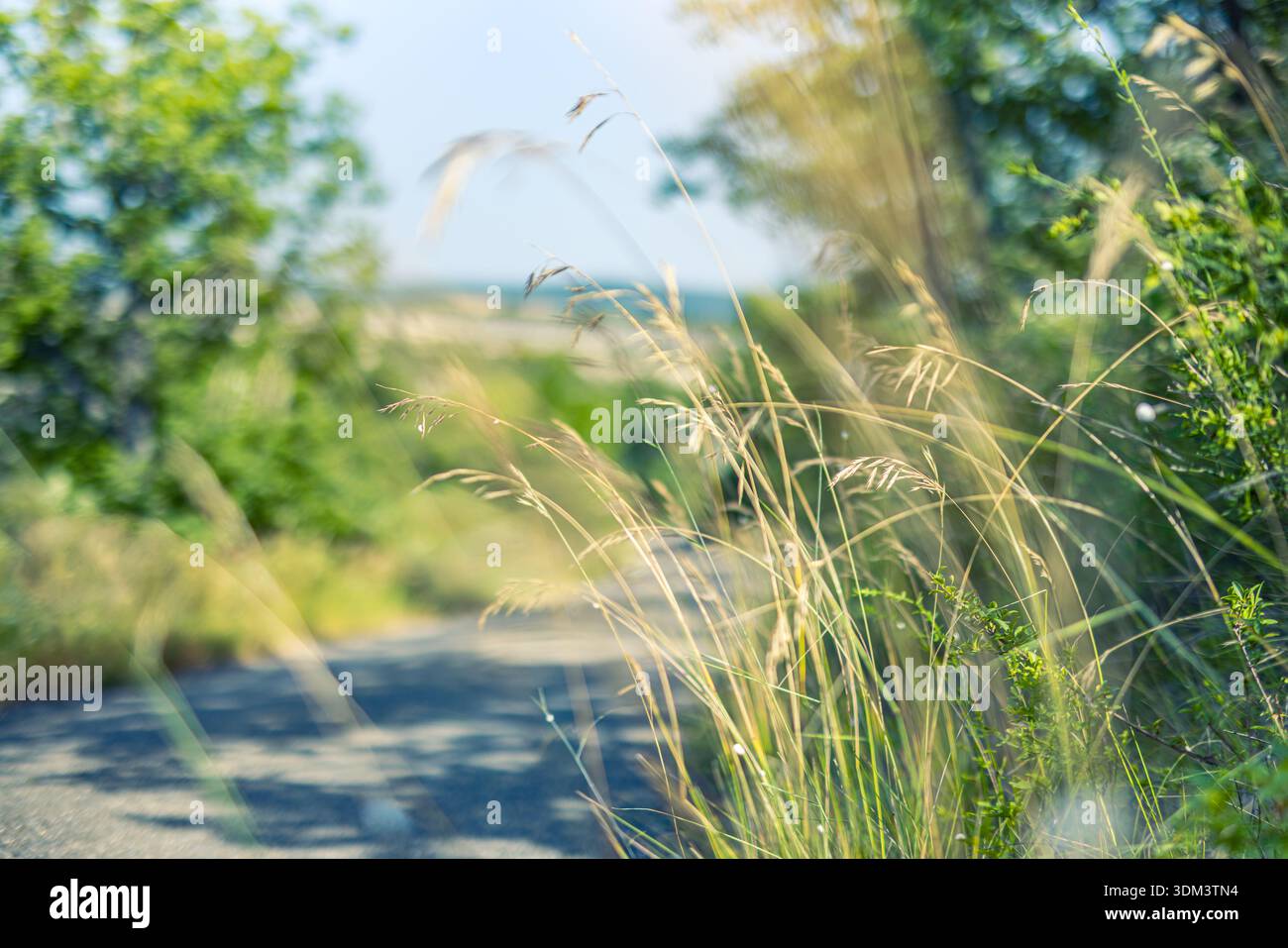 Idyllic spring summer meadow closeup vibrant green grass radiant nature background outdoor countryside landscape serene flora scenic lush foliage Stock Photo