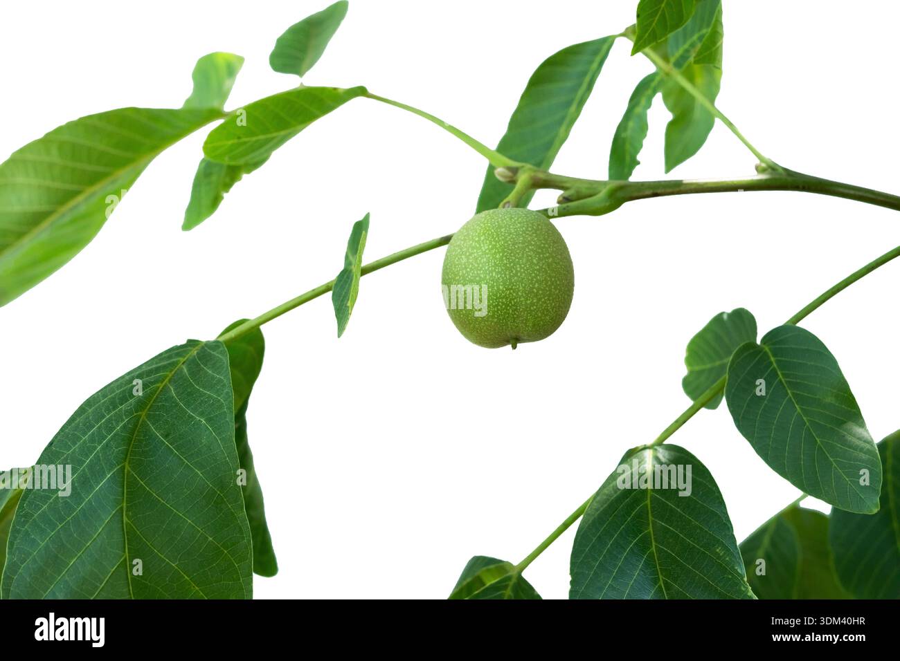 Raw unripe green walnuts hanging together on a leafy walnut tree branch, showing early fruit development in an organic natural environment. Stock Photo