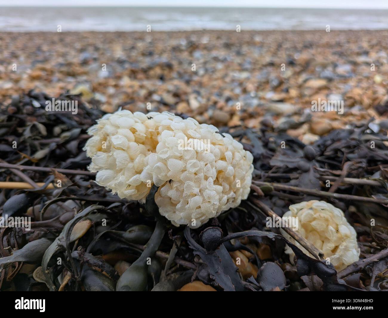 Common whelk (Buccinum undatum) egg casings (aka sea wash balls) among seaweed in the strandline on a pebble beach in St Leonards-on-Sea, East Sussex - Smartphone Captured Stock Image