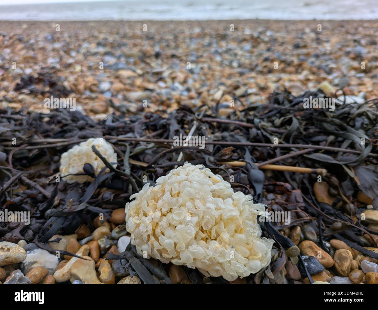 Common whelk (Buccinum undatum) egg casings (aka sea wash balls) among seaweed in the strandline on a pebble beach in St Leonards-on-Sea, East Sussex - Smartphone Captured Stock Image