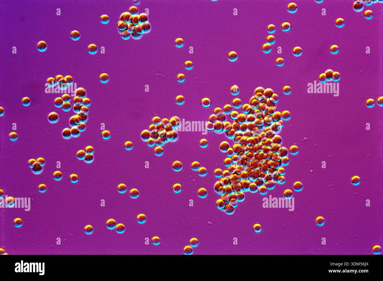 Aggregation Rbc Microscope Rbc Agglutination Microscope