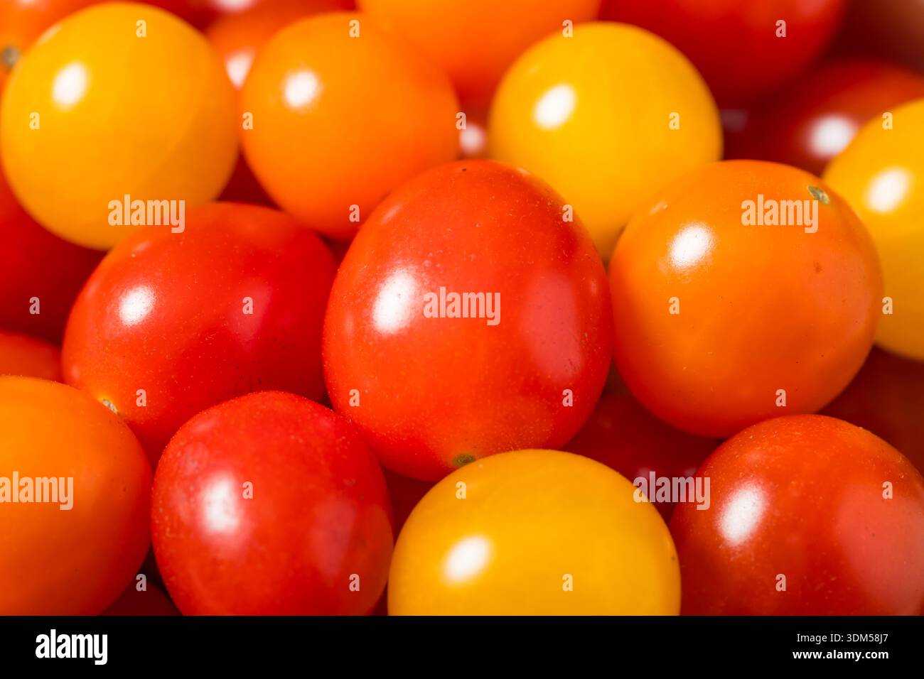 Raw Organic Multi Colored Cherry Tomatoes in a Bowl Stock Photo