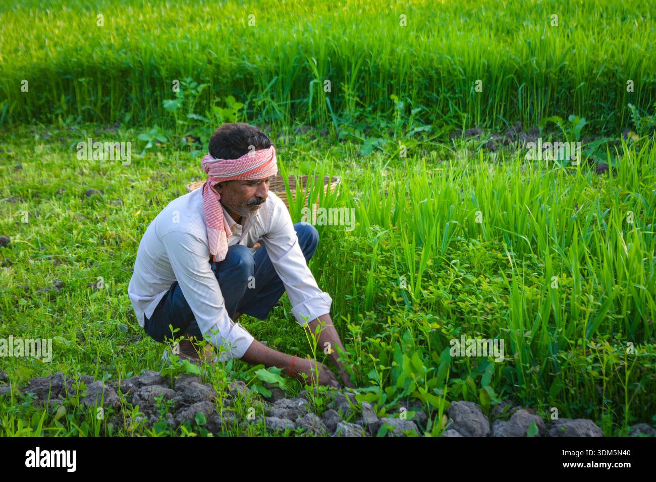Indian Farmer Cutting Grass in Lush Green Field Stock Photo