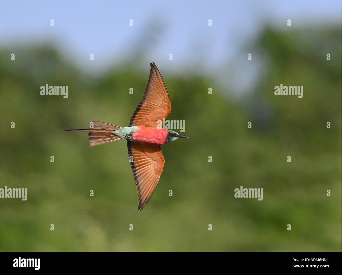 Northern Carmine Bee-eater - Merops nubicus Stock Photo