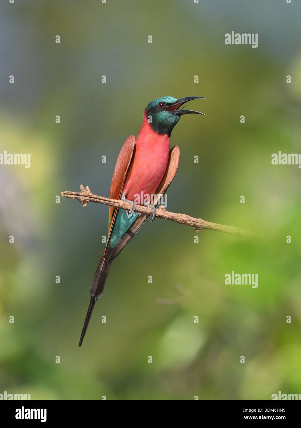 Northern Carmine Bee-eater - Merops nubicus Stock Photo