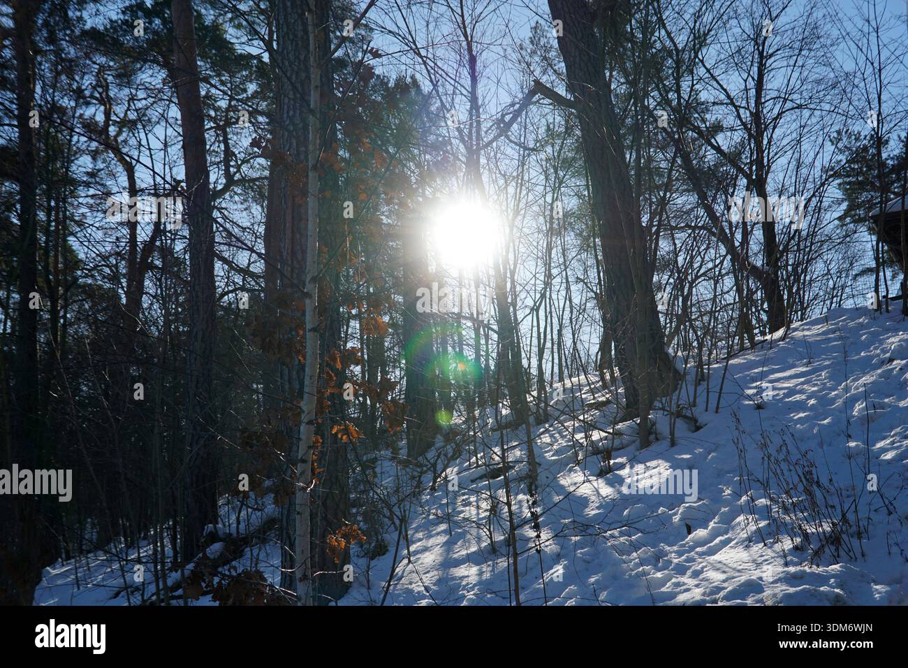 Winter sun shining through forest branches Stock Photo