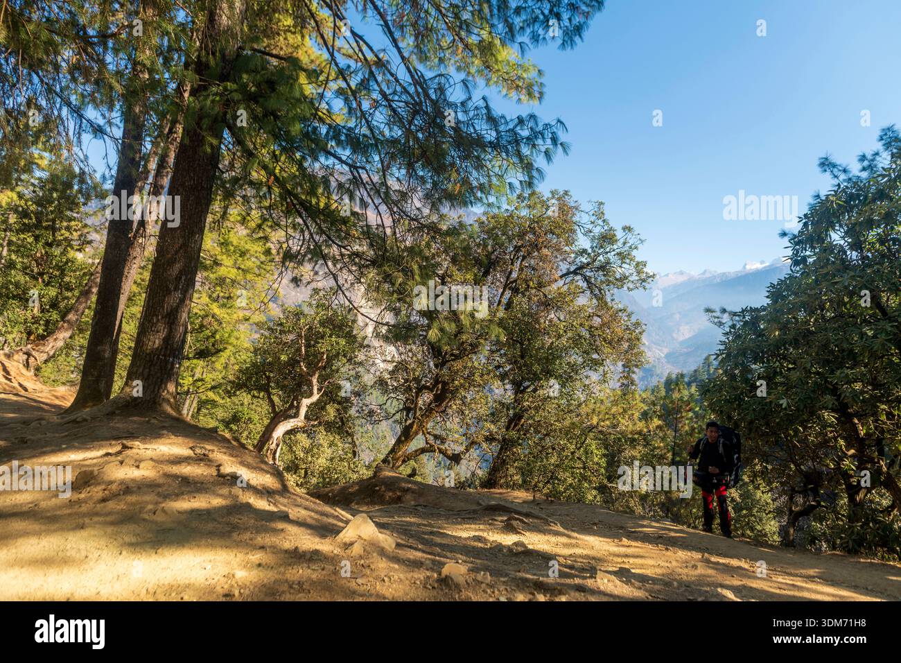 A dirt path winding through a dense mountain forest, consistent with hiking trails Stock Photo
