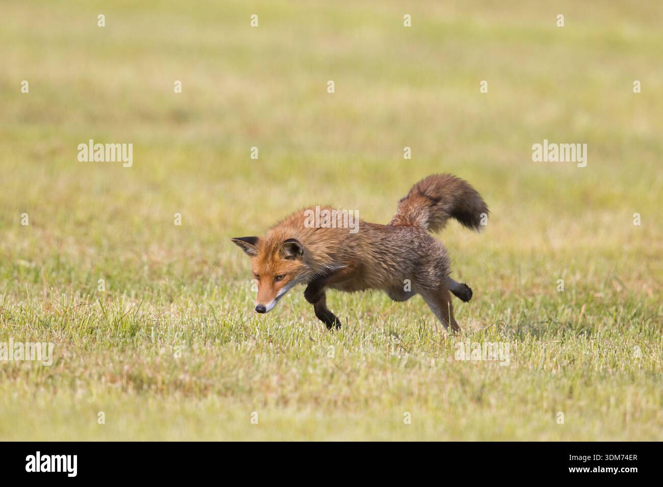 Red Fox (Vulpes vulpes) hunting rodents in a corn filed. Germany Stock Photo